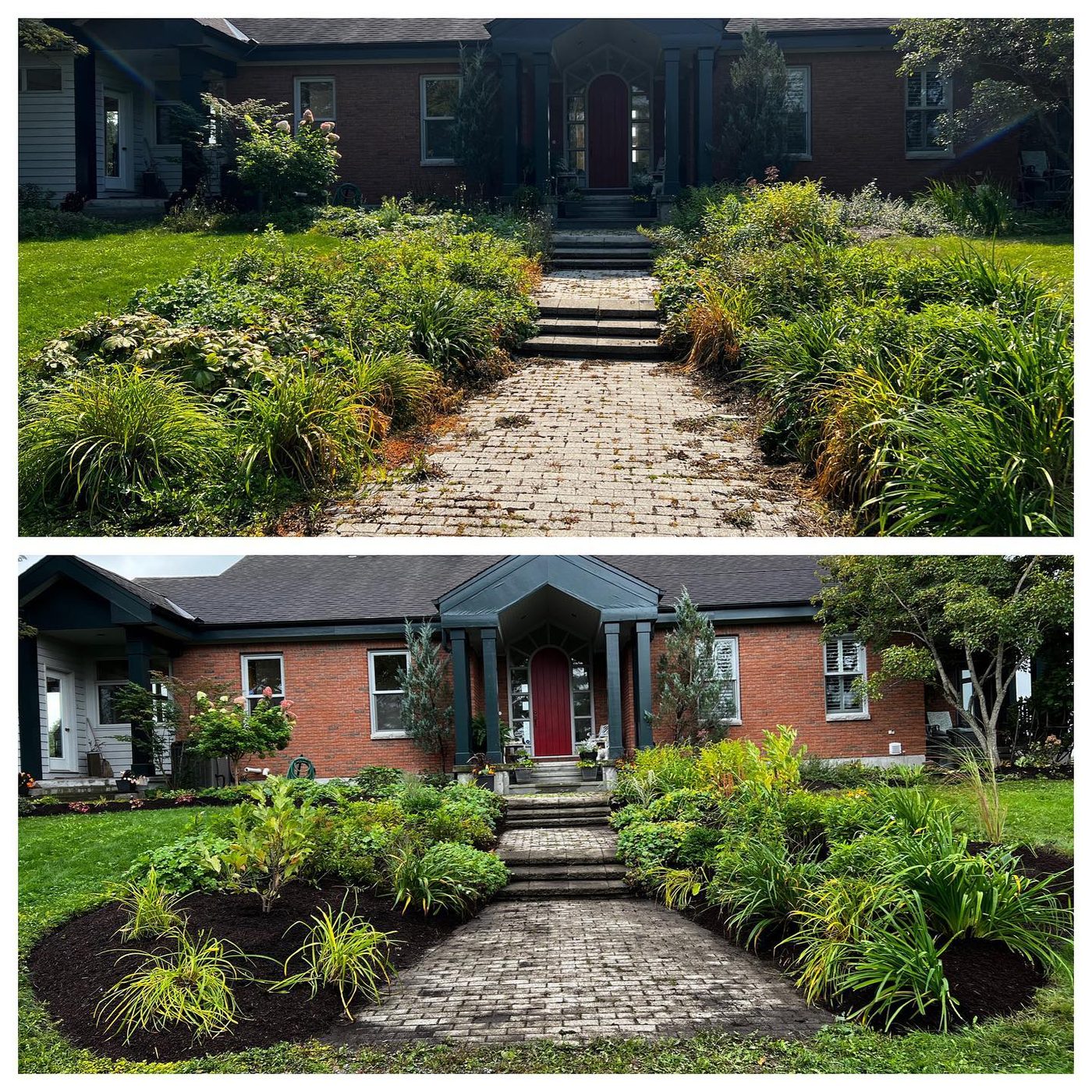 Front walk replanting before and after — overgrown to refined