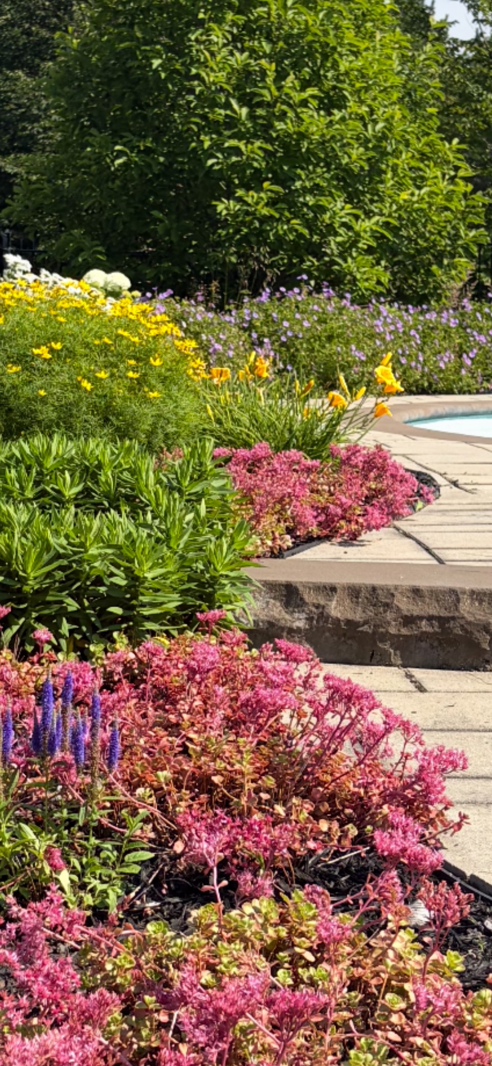 Poolside perennial border in high summer — sedum, coreopsis, geranium, and veronica along a curved stone edge
